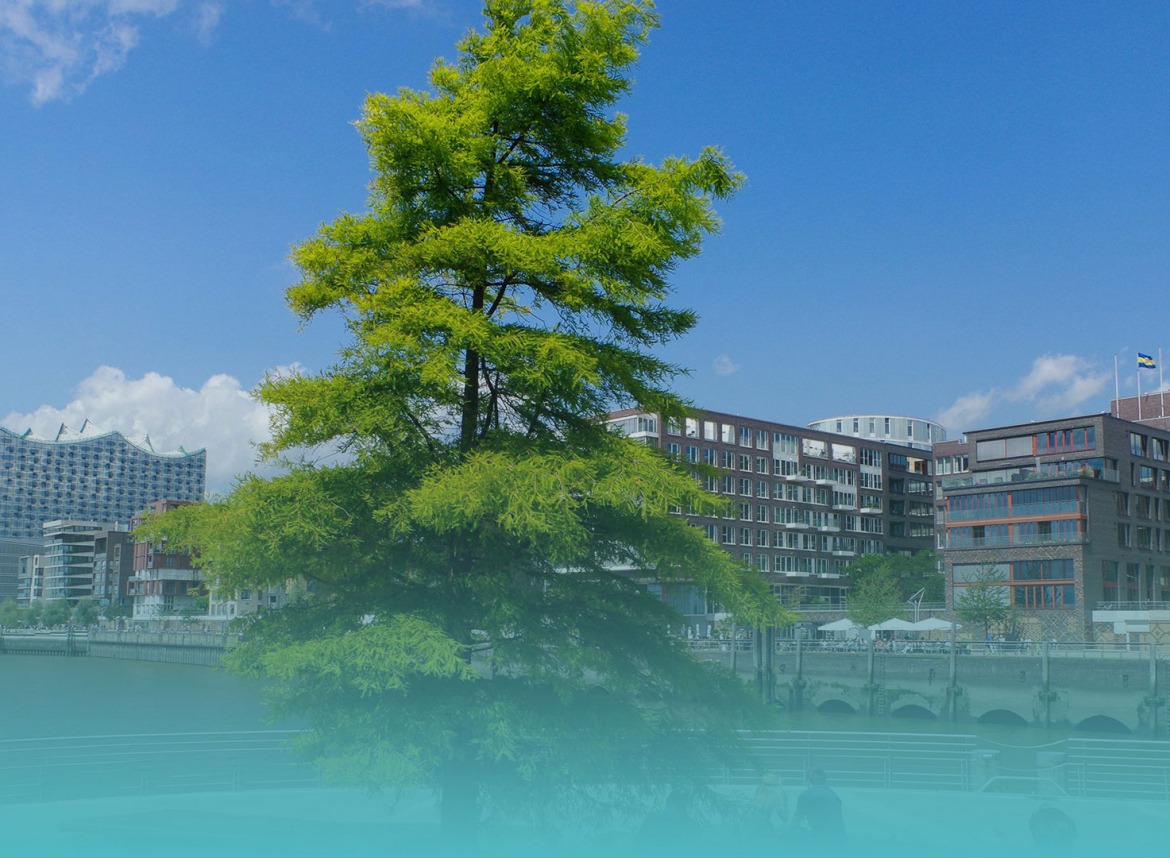 Baumbestand schützen und Lebensqualität in der Stadt erhalten